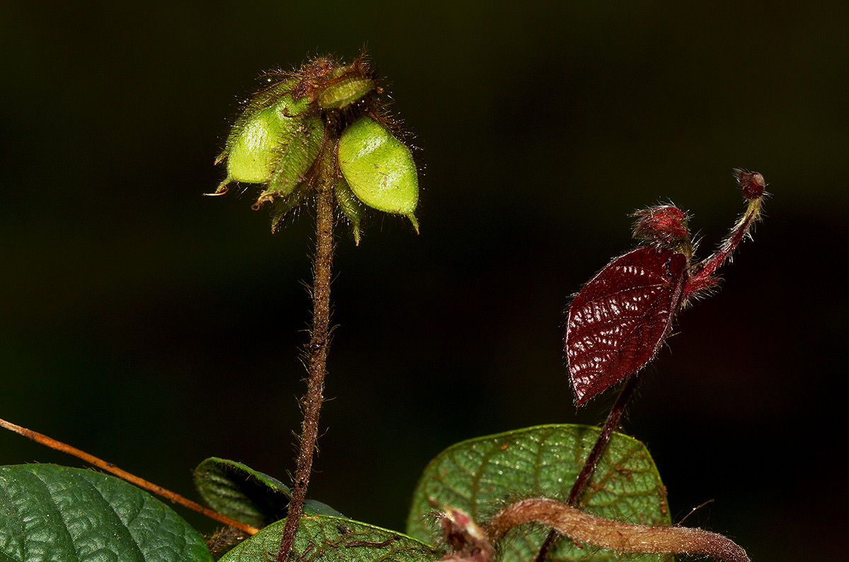 Eriosema flexuosum