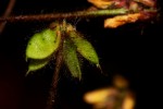 Eriosema flexuosum
