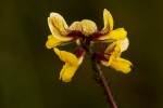 Eriosema flexuosum