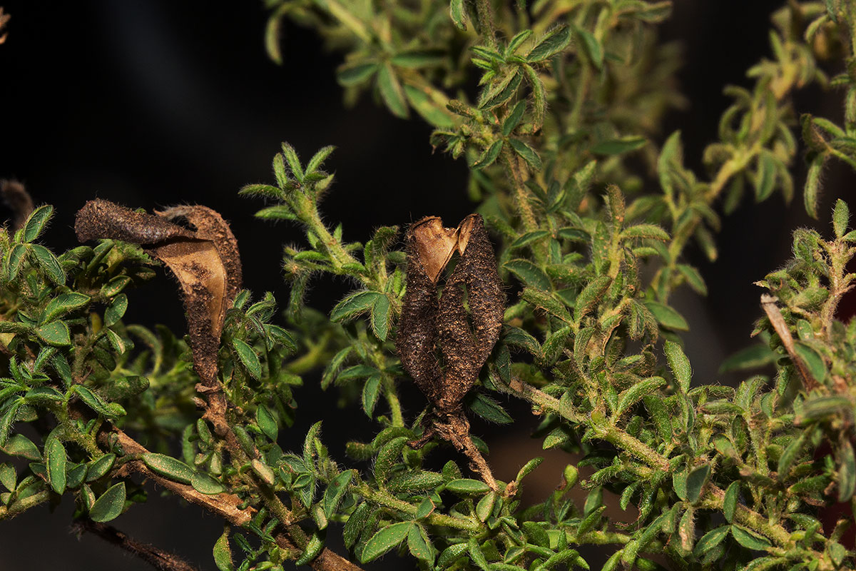 Adenocarpus mannii