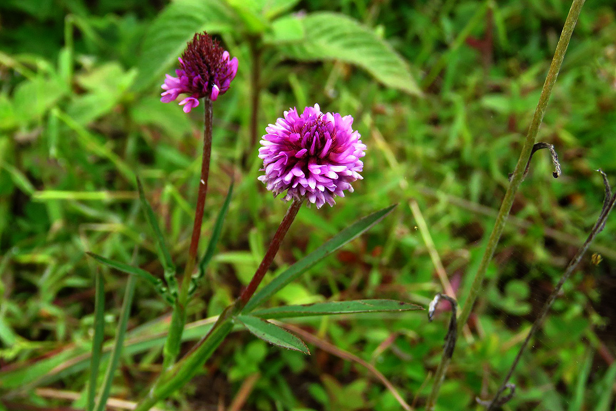 Trifolium simense