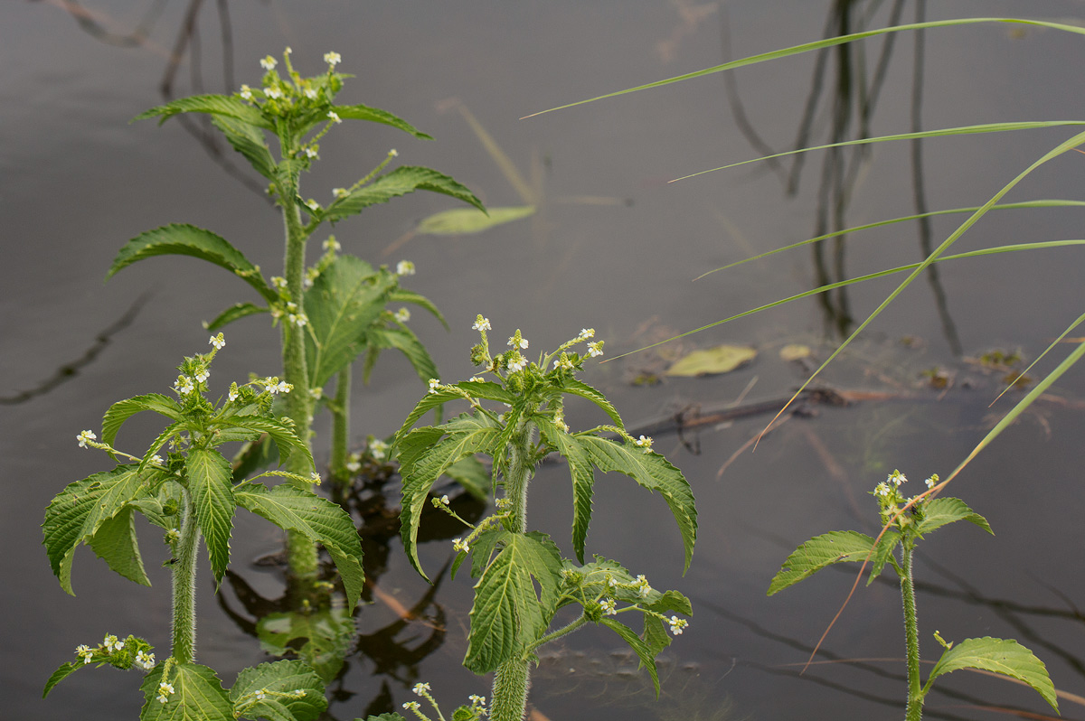 Caperonia fistulosa