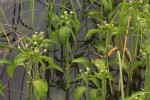 Caperonia fistulosa