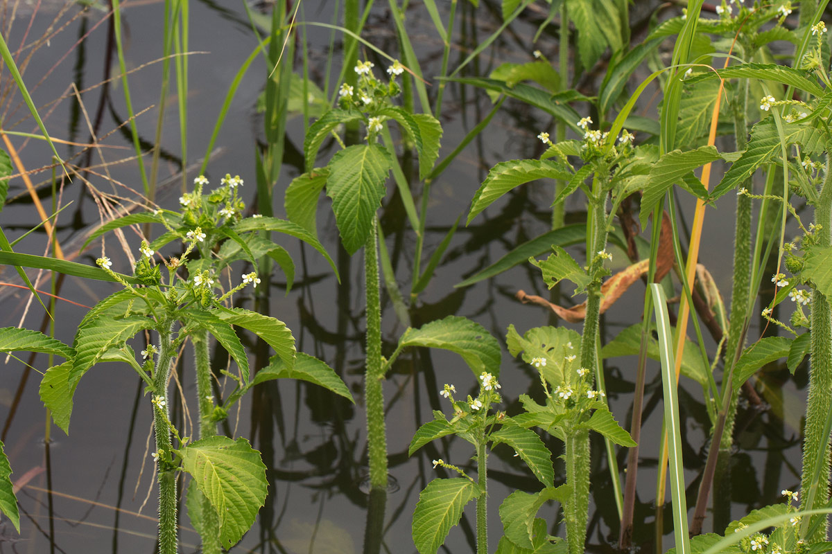 Caperonia fistulosa