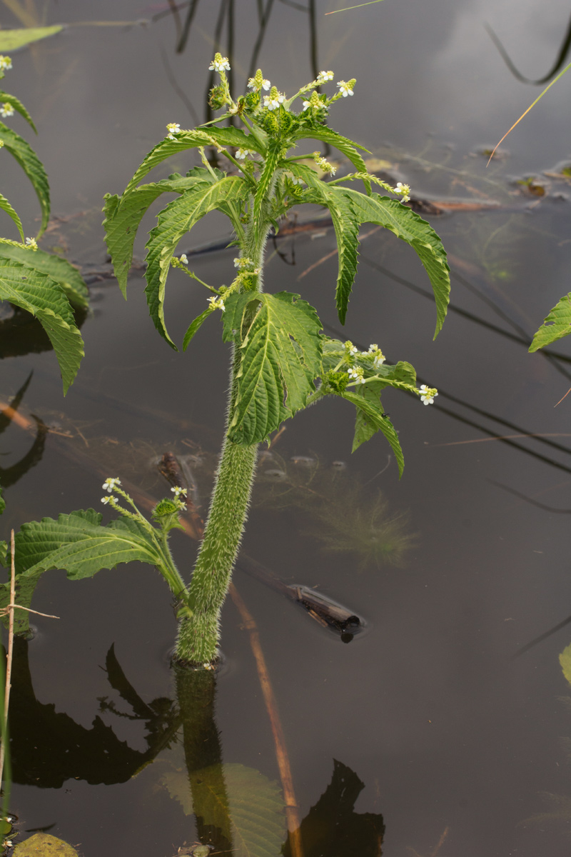 Caperonia fistulosa