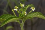 Caperonia fistulosa