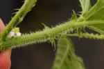 Caperonia fistulosa