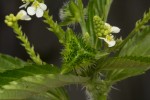 Caperonia fistulosa