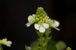 Caperonia fistulosa