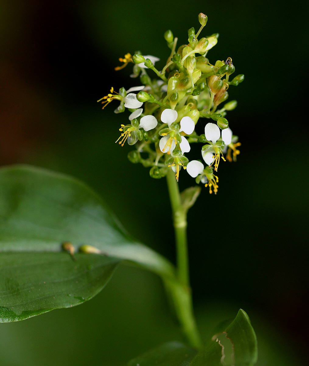Aneilema beniniense