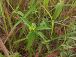 Aspilia helianthoides subsp. ciliata