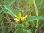 Aspilia helianthoides subsp. ciliata