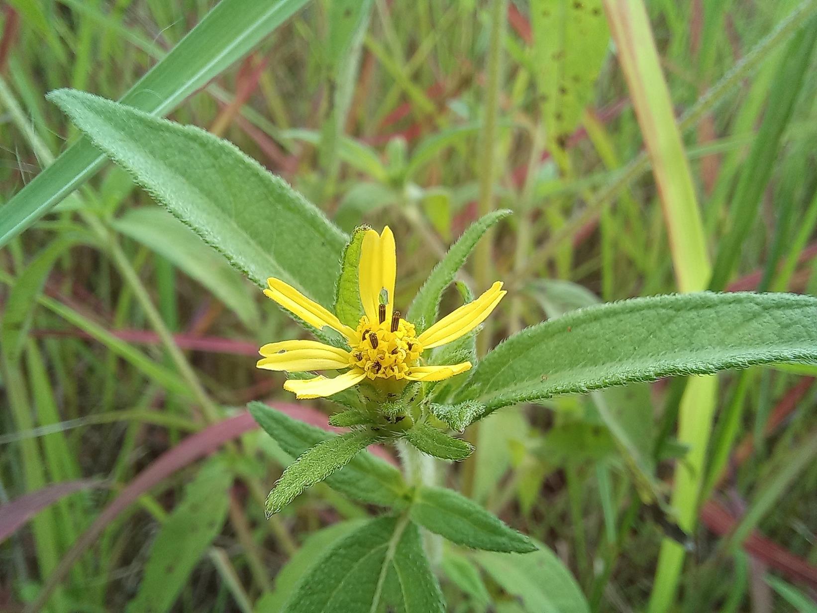Aspilia helianthoides subsp. ciliata