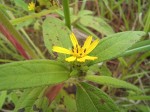 Aspilia helianthoides subsp. ciliata