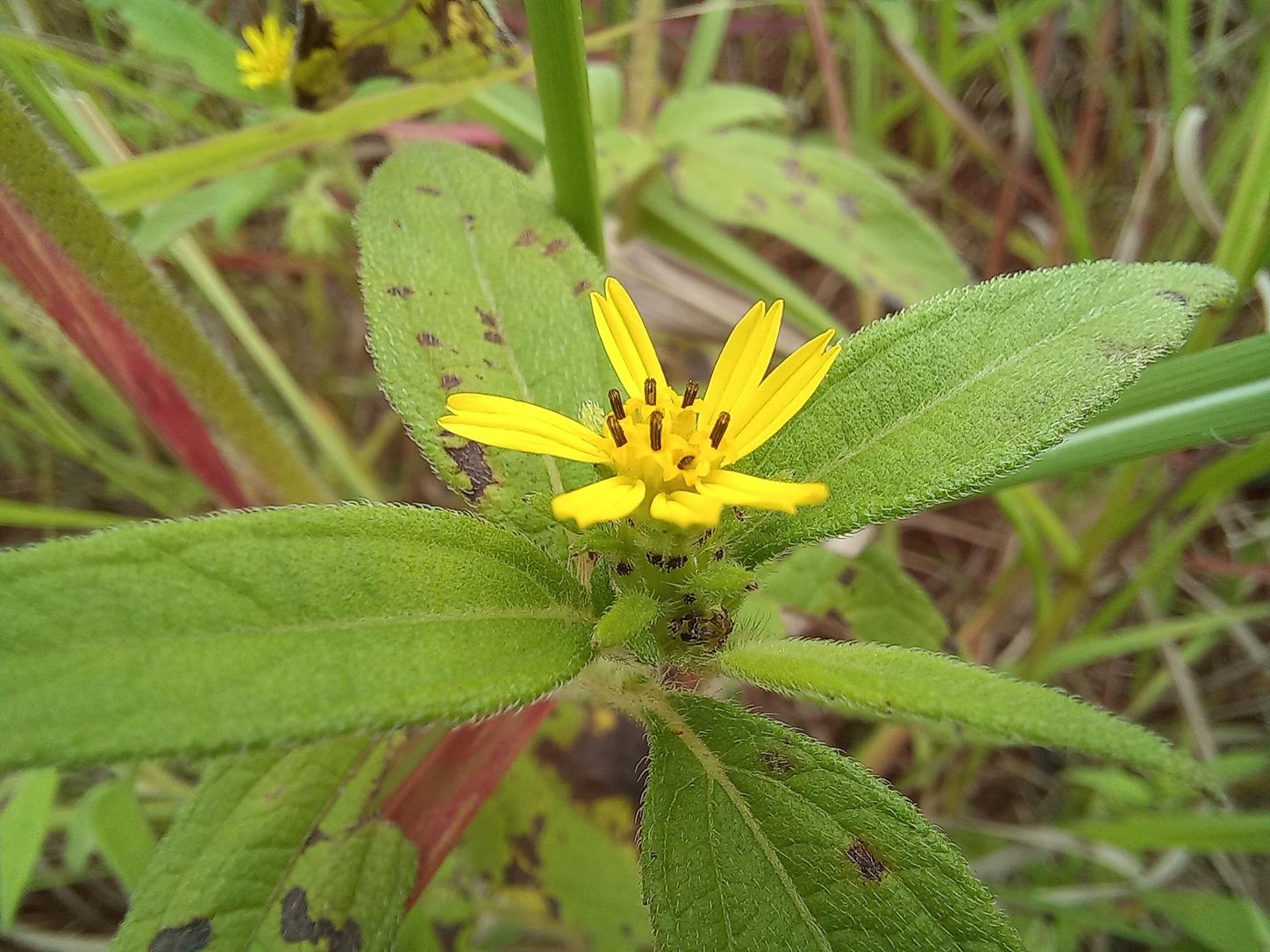 Aspilia helianthoides subsp. ciliata