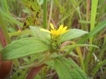 Aspilia helianthoides subsp. ciliata