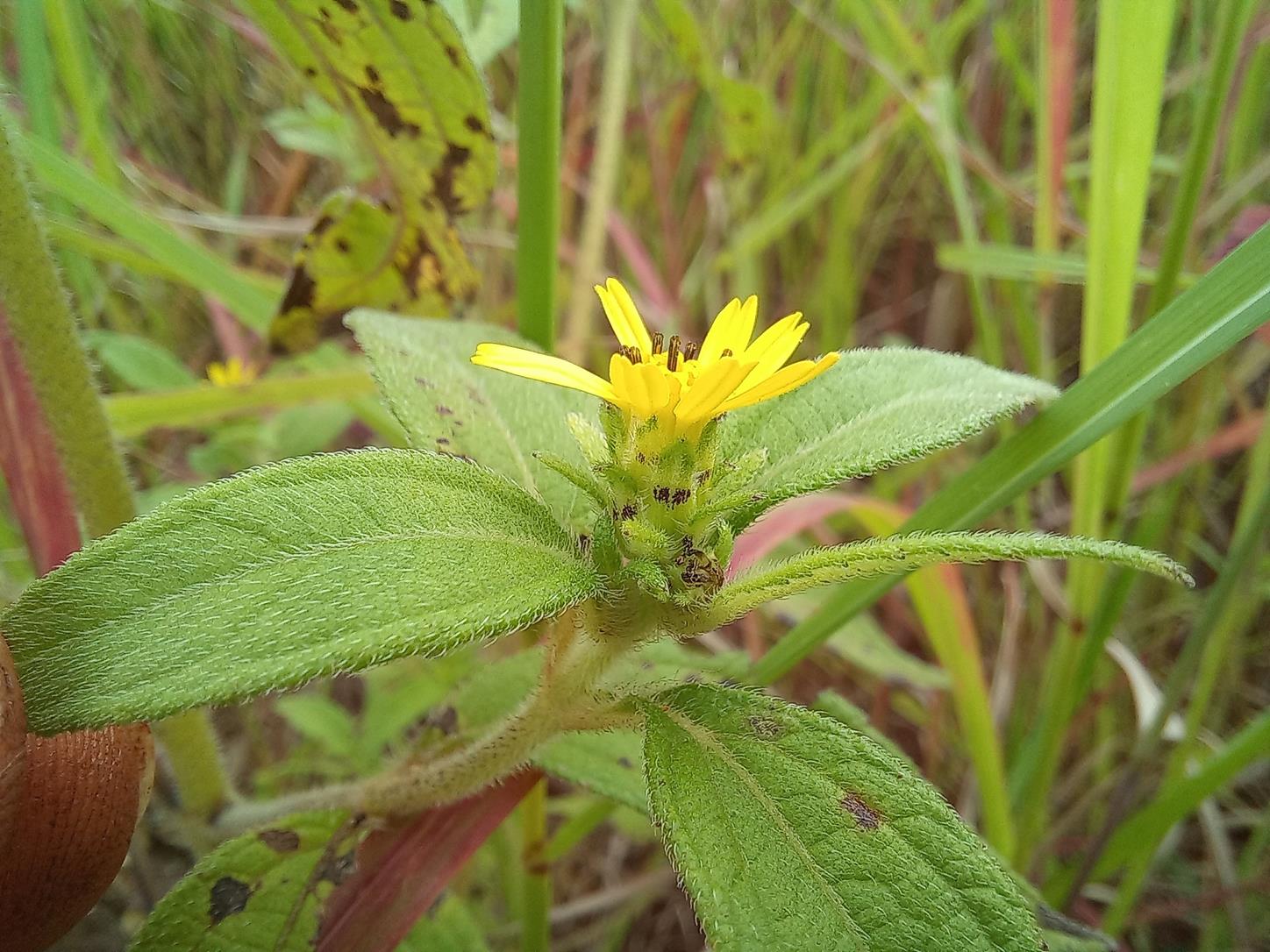 Aspilia helianthoides subsp. ciliata