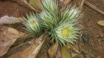 Macledium plantaginifolium