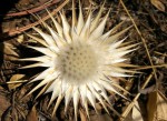 Macledium plantaginifolium
