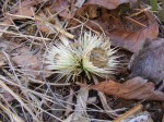 Macledium plantaginifolium
