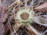 Macledium plantaginifolium