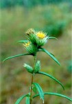 Macledium poggei