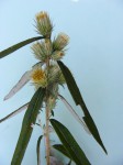 Macledium poggei