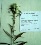 Macledium poggei