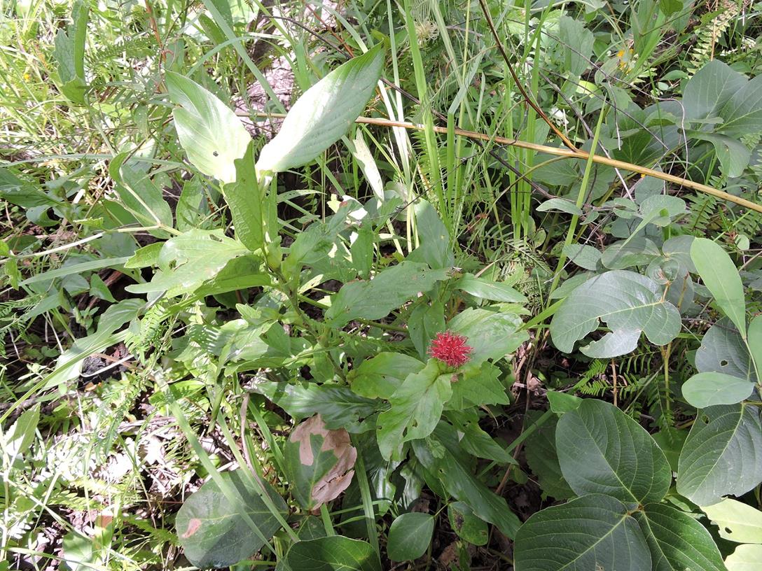 Pleiotaxis dewevrei