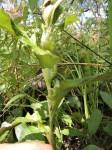 Pleiotaxis dewevrei