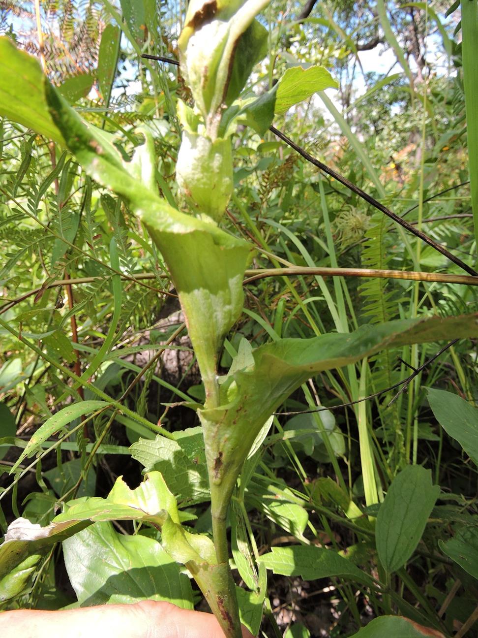 Pleiotaxis dewevrei