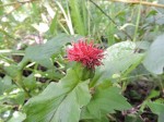 Pleiotaxis dewevrei