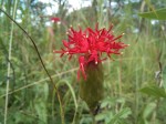 Pleiotaxis dewevrei