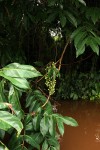Pseudospondias microcarpa