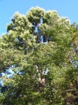 Pseudospondias microcarpa