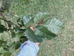 Pseudospondias microcarpa
