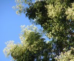 Pseudospondias microcarpa