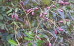 Pseudospondias microcarpa