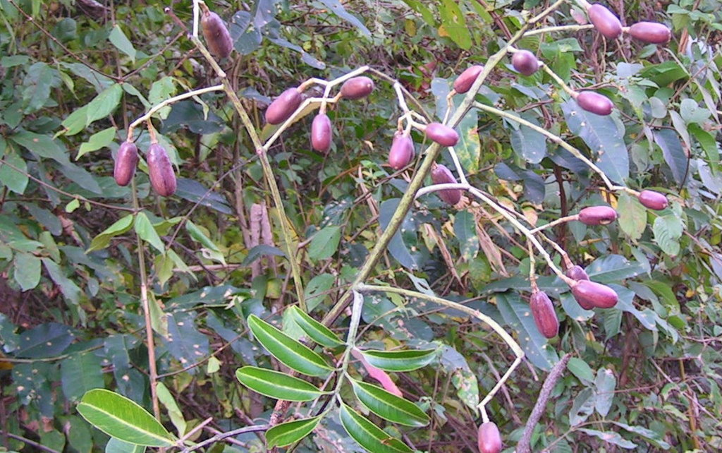 Pseudospondias microcarpa