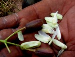 Pseudospondias microcarpa