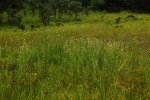 Cirsium  buchwaldii