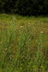 Cirsium  buchwaldii