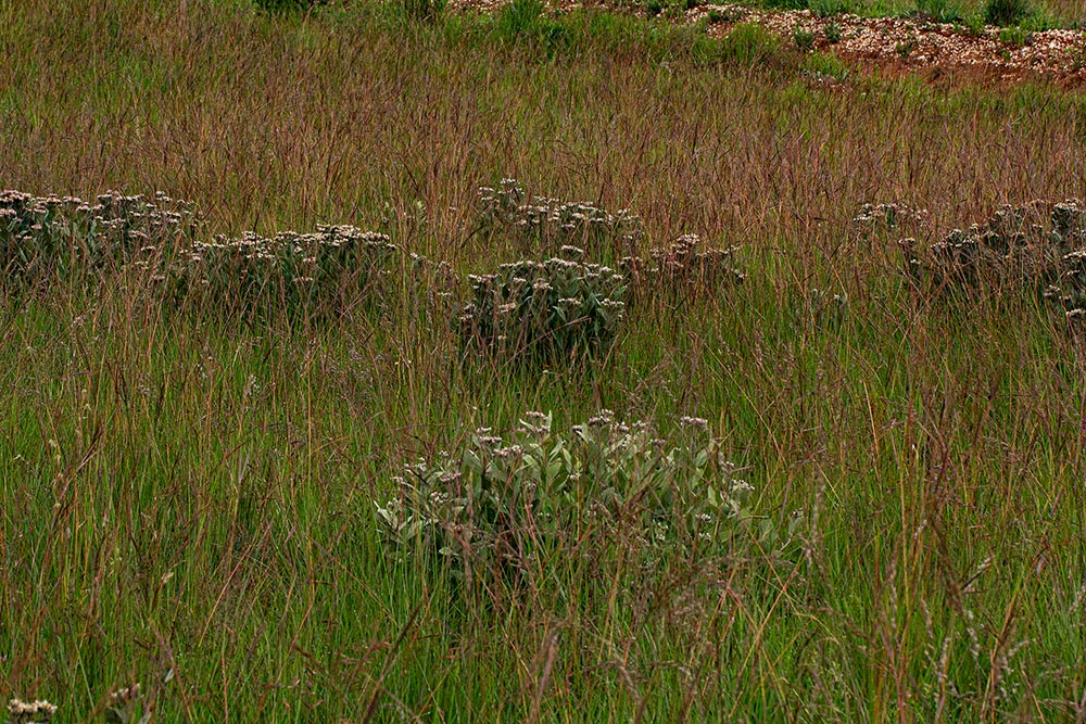 Vernonia turbinella