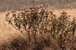 Bothriocline longipes