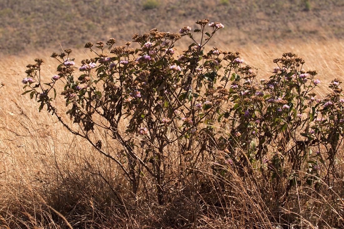 Bothriocline longipes