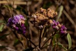 Bothriocline longipes