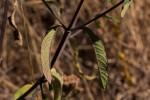 Bothriocline longipes