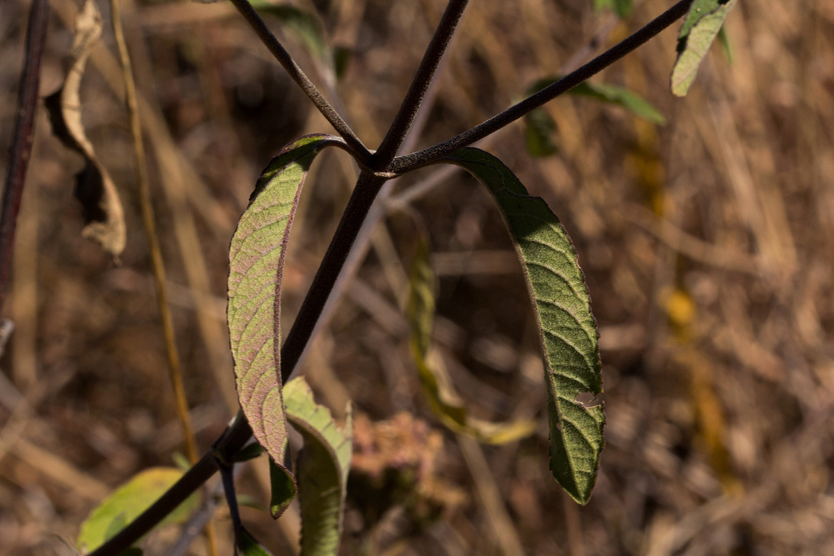 Bothriocline longipes