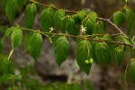 Rytigynia monantha var. monantha
