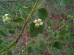 Rytigynia orbicularis